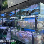 Sasa Seafood Restaurant - Kota Kinabalu