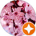 Blossom Shop Blossom Shop