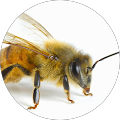 Bee BeE Bee BeE