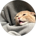 meow husky meow husky
